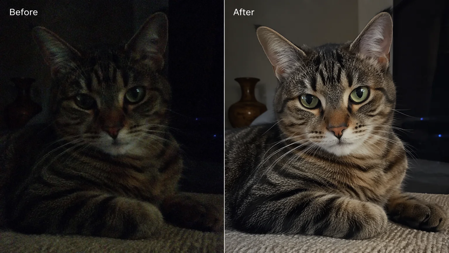 Prima e dopo della stessa foto originale di un gatto in penombra, con grana rispetto a pulita